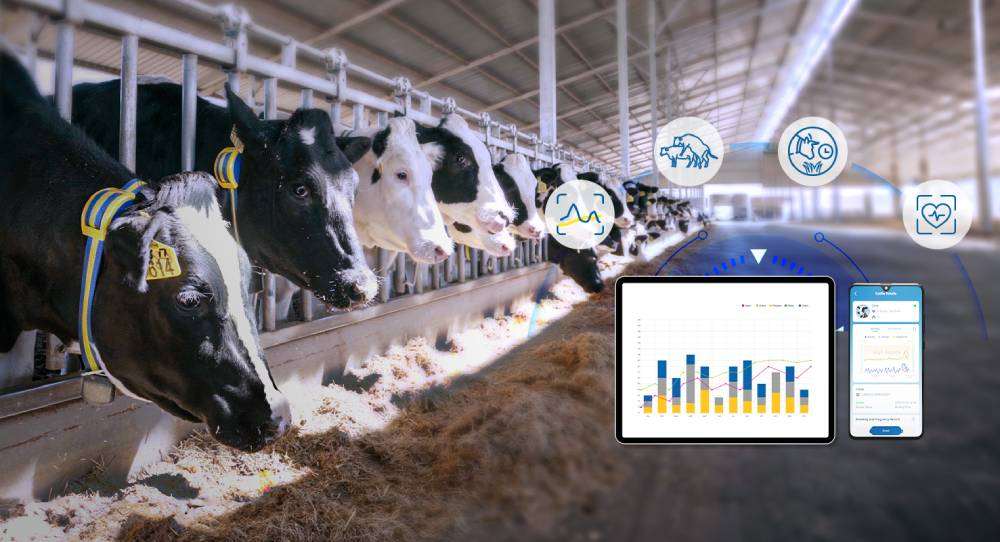 MooCollar Bree at Agritechnica